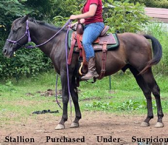 Stallion Purchased Under Suspicious Circumstances